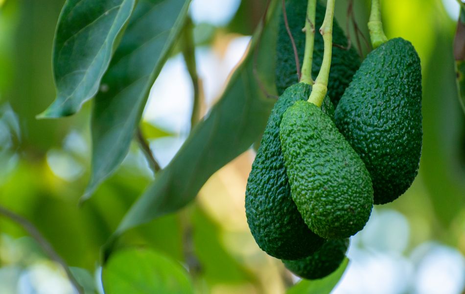 factoring for avocado growers