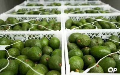 Quickpay Provides $200,000 Factoring Facility to Fresh Produce Wholesaler Ahead of Peak Season