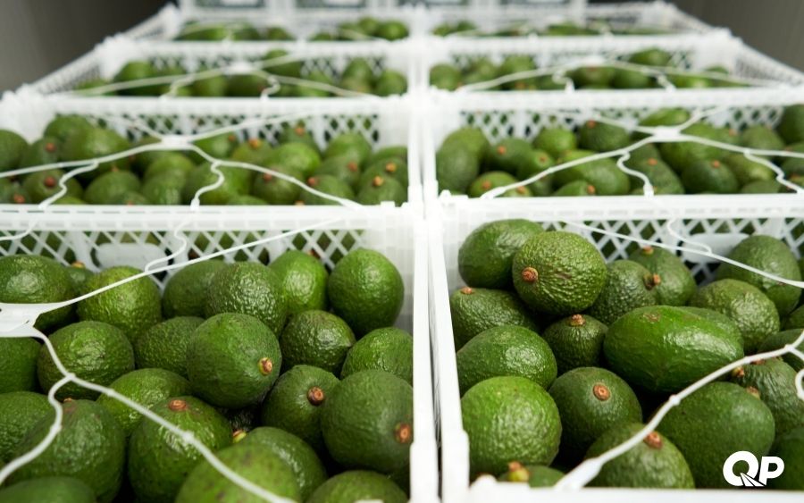 Boxes of avocados ready for wholesale distribution